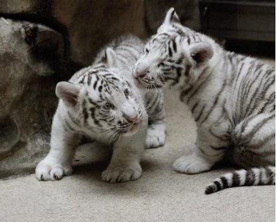 Tiger Cubs available for good homes