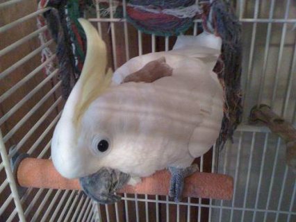 Beautiful Sulfur Crested Cockatoo