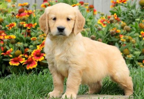 Bulky f1 generation golden retriever Puppies For S