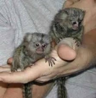 Marmoset Monkeys Available for sale
