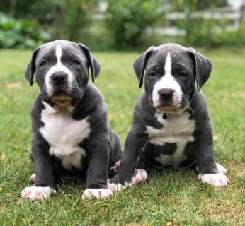 Healthy American Pitbull Puppies For Sale 