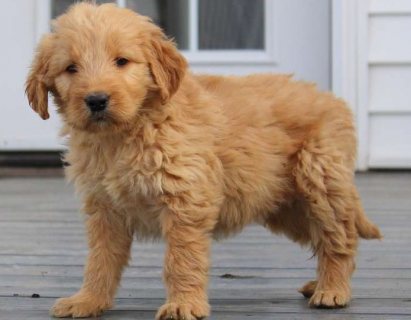 Golden retriever puppies available for sale