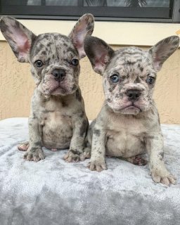Two Lovely ??  Merle French bulldog puppies