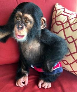 جميل وجميل طفل الشمبانزي 1