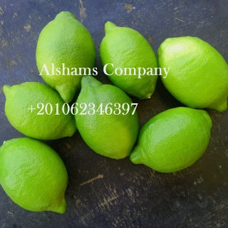 الليمون الطازج 1