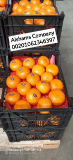 البرتقال الطازج 1