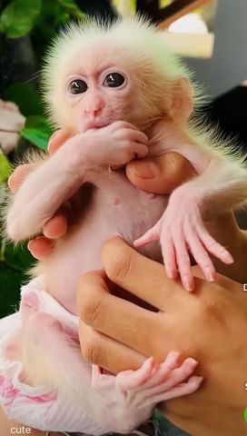 Very healthy cpuchin for you.