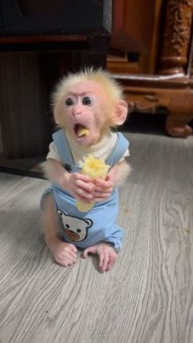 Wonderful Lovely Capuchin monkey for adoption