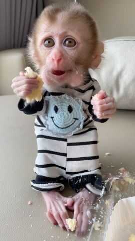 Capuchin Monkey Available