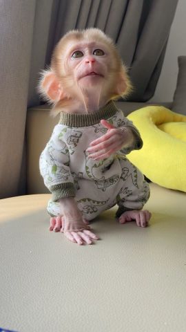 Marvelous Capuchin Monkeys for Sale