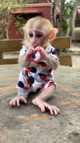 Gorgeous Capuchin Monkey for Sale