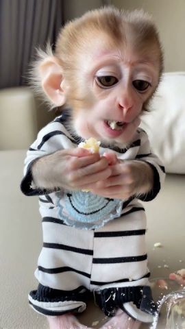 Male and Female White Faced Capuchin Monkeys