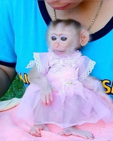 Outstanding Capuchin Monkeys