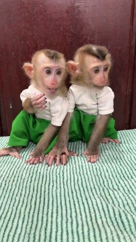 Capuchin Monkeys for Adoption