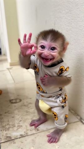 BABY CAPUCHIN MONKEY FOR ADOPTION